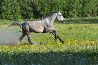 White Horse run on on a meadow clipart