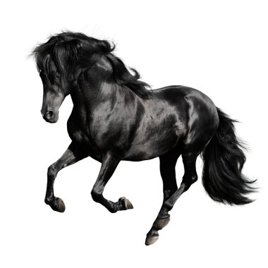 Black horse on white background