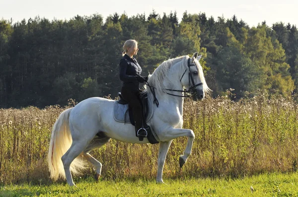 Femme sur cheval blanc pura raza espanola — Photo
