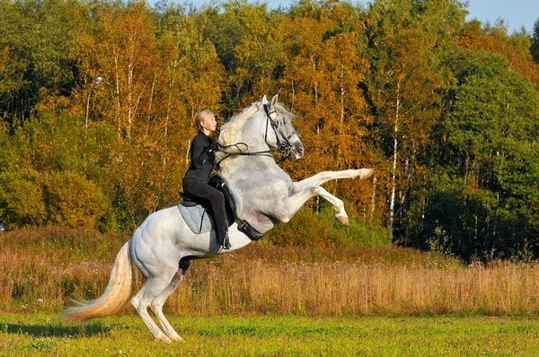 Kvinna på vita pura raza espanola häst — Stockfoto