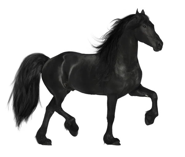 Černý kůň na bílém pozadí — Stock fotografie