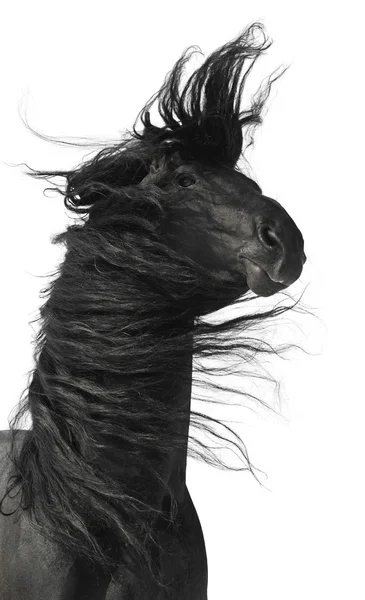 Retrato de cavalo preto isolado em branco — Fotografia de Stock