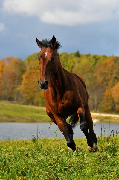 Cavallo di baia correre galoppo — Foto Stock