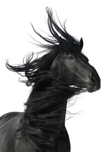 Μαύρο άλογο πορτρέτο που απομονώνονται σε λευκό — Φωτογραφία Αρχείου