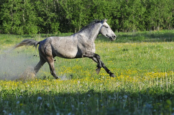 Cheval blanc courir sur une prairie — Photo