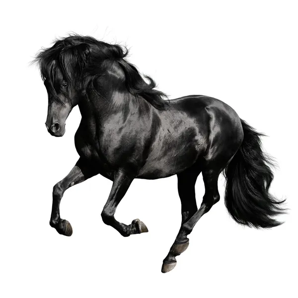 Czarny koń na białym tle — Zdjęcie stockowe