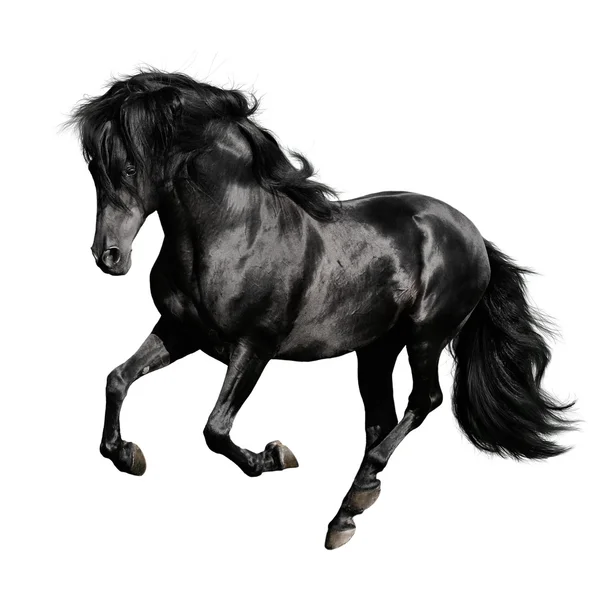 Μαύρο άλογο σε άσπρο φόντο Εικόνα Αρχείου