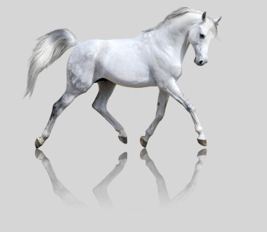 White arabian horse clipart