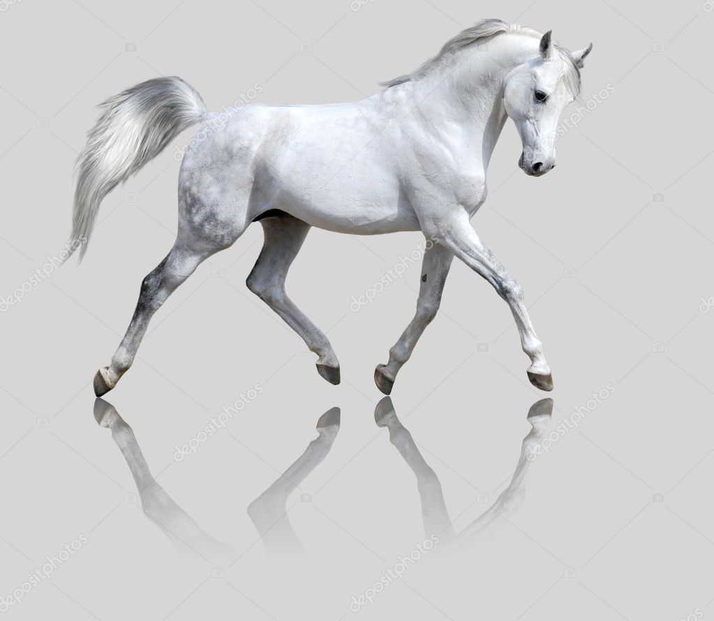 white arabian horse rearing