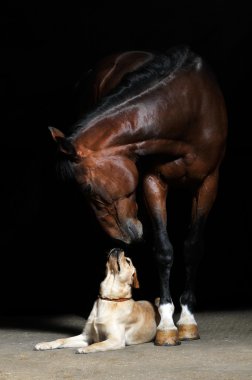 Horse and dog on the black clipart