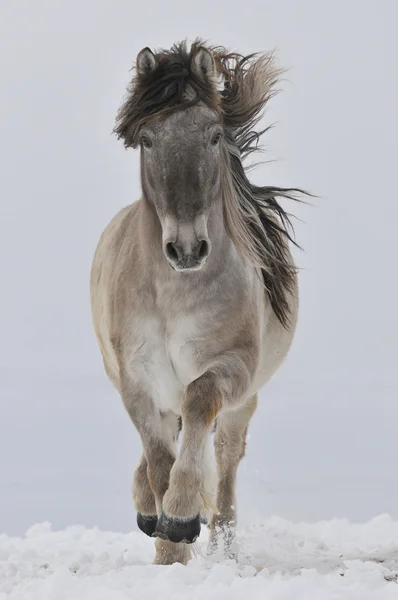 Biały koń uruchomić przód trots — Zdjęcie stockowe