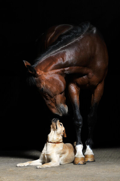 Лошадь и собака на черном
