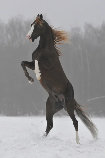 Arabian stallion — Stock Photo, Image