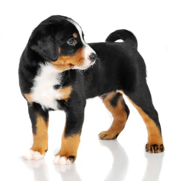 Appenzeller sennenhund štěně — Stock fotografie