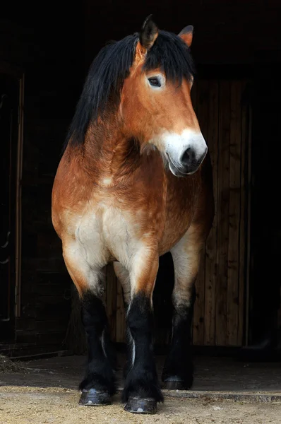 Wielki koń — Zdjęcie stockowe