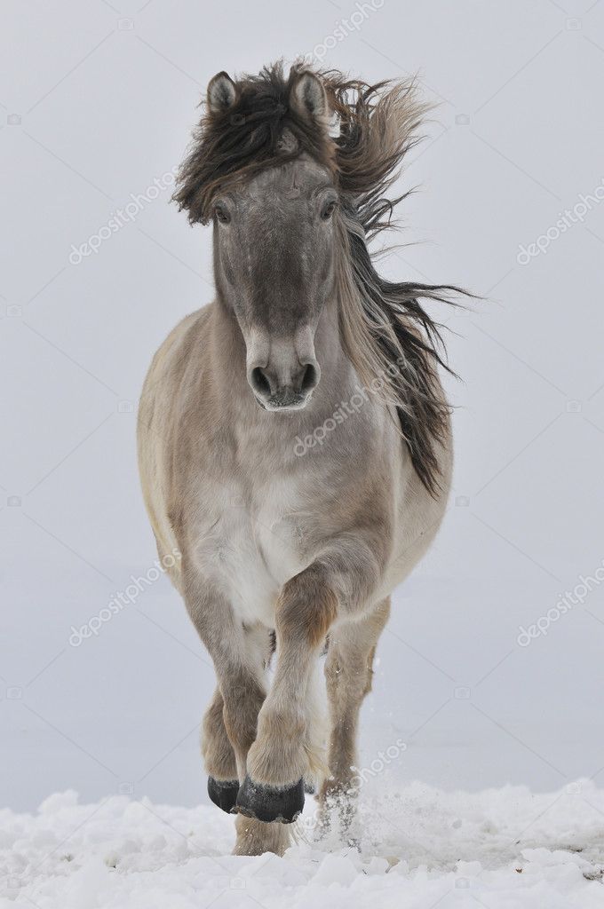 White horse run trots front — Stock Photo © vikarus #3015364