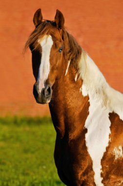 The tennessee walking paint horse clipart