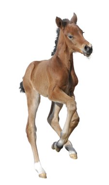 Newborn foal isolated on white clipart