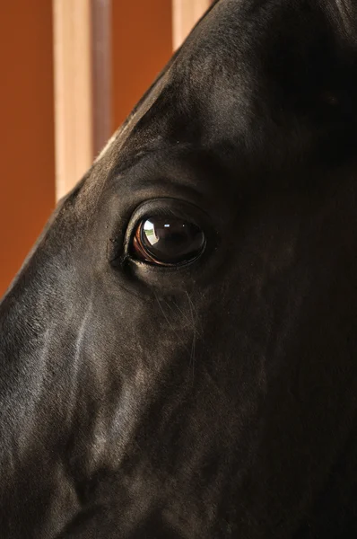 stock image Horses eyes close up