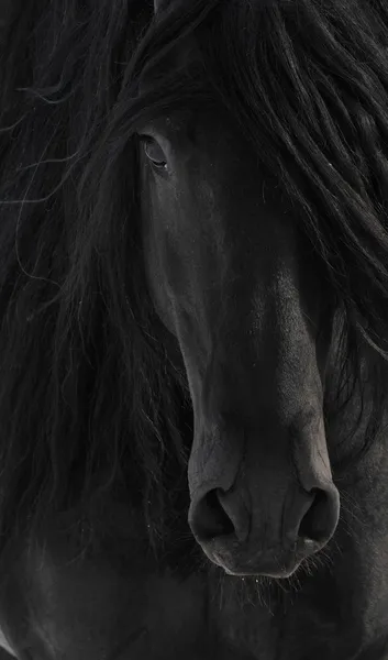 검은 프리지아어 말 세로 가까이 — 스톡 사진
