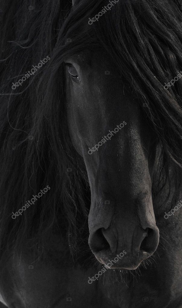 Friesian horse grazing fotos de stock, imágenes de Friesian horse grazing  sin royalties | Depositphotos