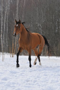 Bay horse trots in field in winter clipart