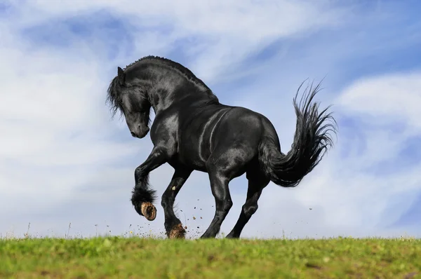 Μαύρο άλογο τρέχει — Φωτογραφία Αρχείου