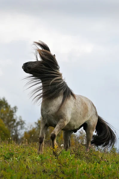 Het grijze paard zet haar — Stockfoto