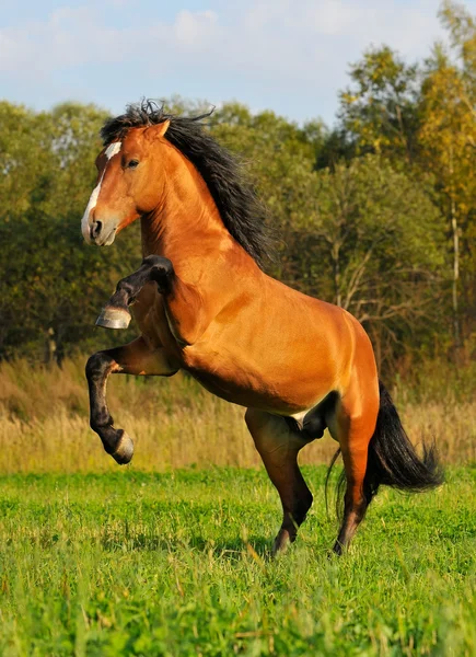 Baía cavalo garanhão jogar na grama — Fotografia de Stock