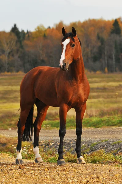 Das rotbraune Pferd Porträt — Stockfoto