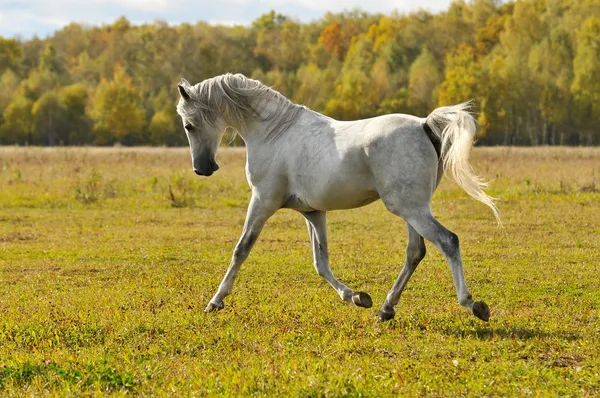 Witte paard uitgevoerd draf op de weide — Stockfoto