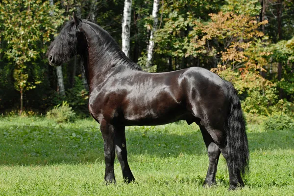 Garanhão preto do cavalo friesiano — Fotografia de Stock