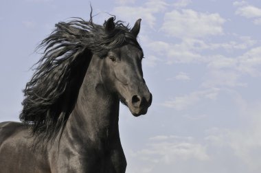 Black horse run gallop on the clouds background clipart