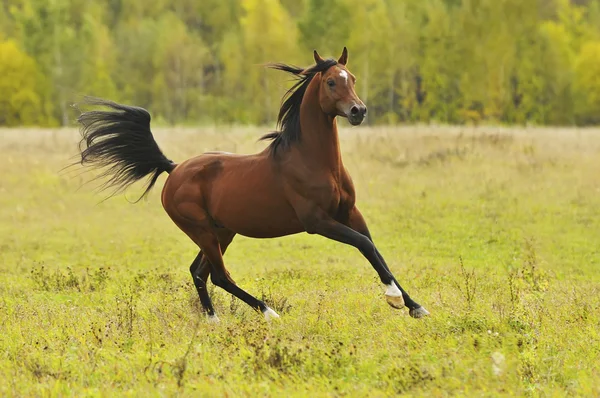 Kůň běží tryskem na podzim — Stock fotografie