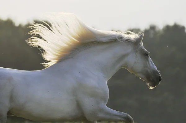 Beyaz run at dörtnala içinde günbatımı — Stok fotoğraf