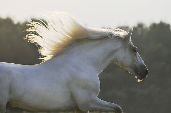 White horse run gallop in sunset