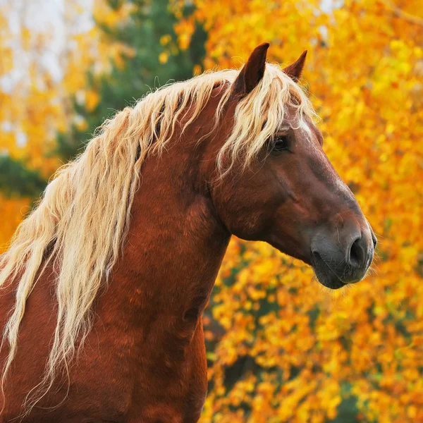 Chesnut koně na podzim — Stock fotografie