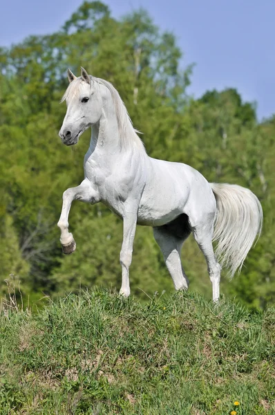 Bílý kůň na kopci — Stock fotografie