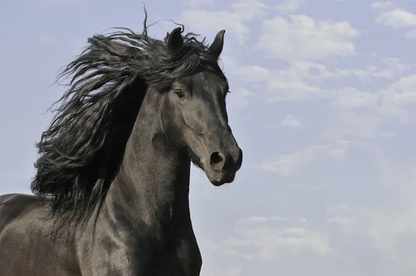 Cavalo preto executar galope no fundo nuvens — Fotografia de Stock