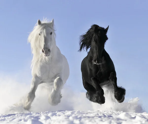 Weißes und schwarzes Pferd — Stockfoto