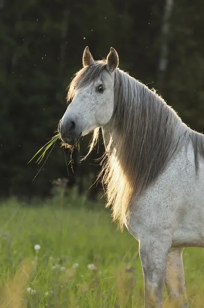 Белая лошадь на закате — стоковое фото