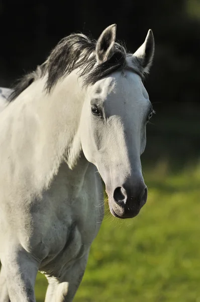 Cavalo branco whith olhos azuis — Fotografia de Stock
