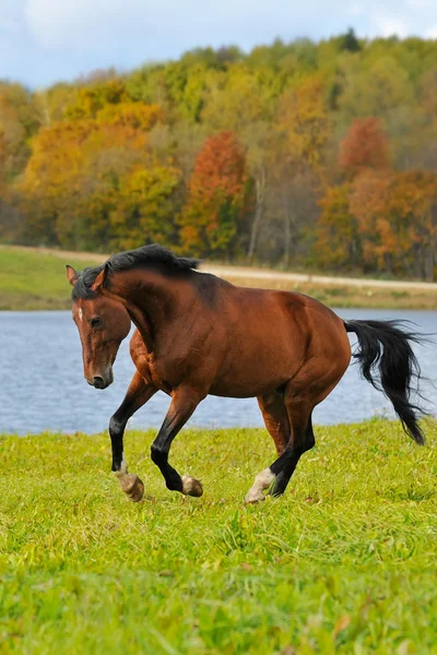 Baía corrida de cavalos galope no outono — Fotografia de Stock