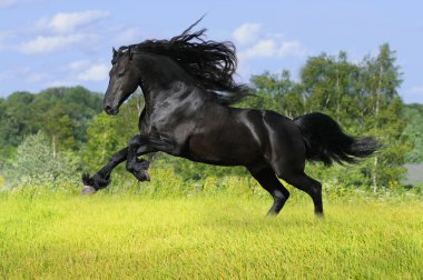 Black friesian horse play on the meadow clipart