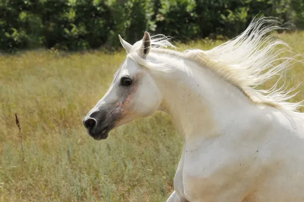 Fehér ló fut vágta a réten — Stock Fotó