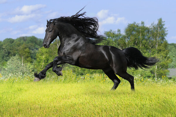 Black friesian horse play on the meadow
