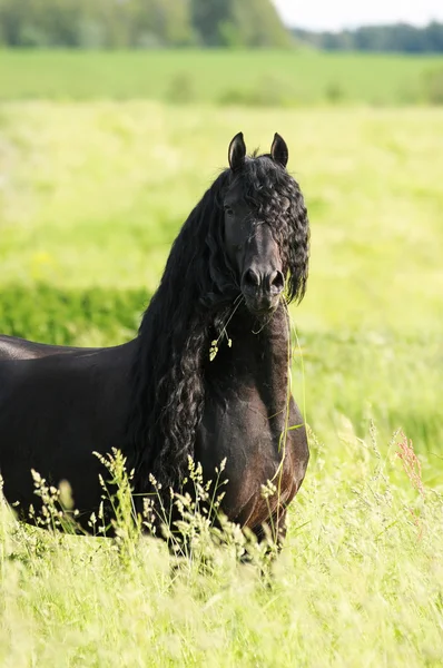 Black friasian horse on the meadow — Stock Photo, Image