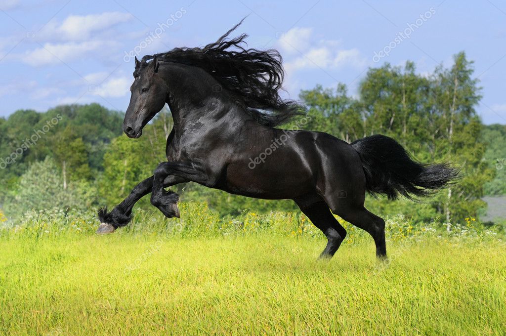 Jogo de cavalo frisiano preto no prado