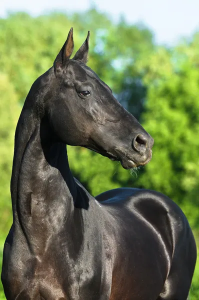 Svart akhal-teke häst porträtt — Stockfoto