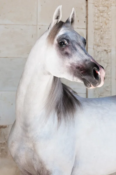 Άσπρο αραβικό άλογο πορτρέτο — Φωτογραφία Αρχείου